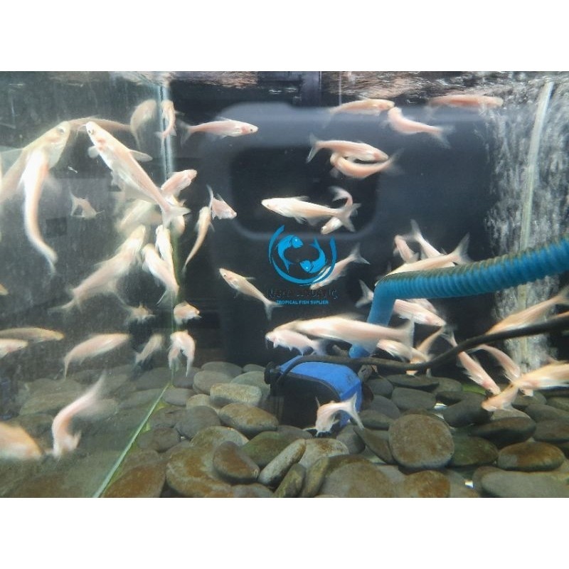 Ikan Patin Albino 7cm