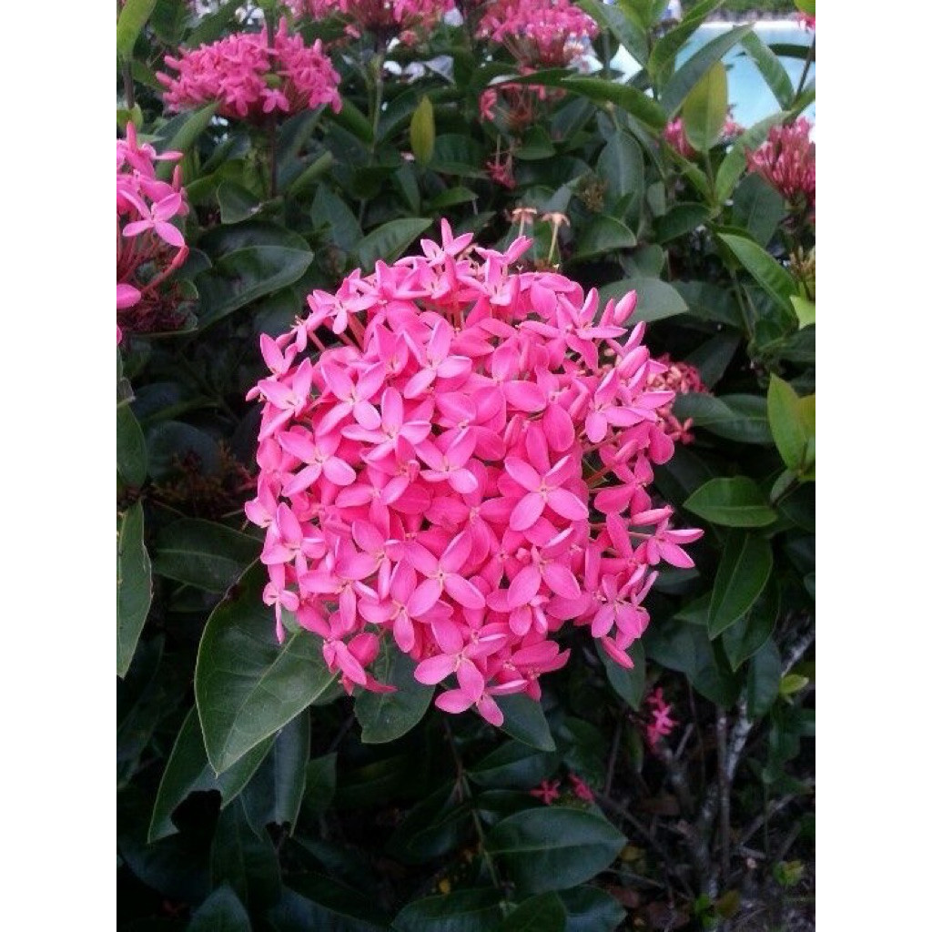 Tanaman hias Asoka violet bunga pink/ Tanaman Asoka violet bunga pink/ Asoka bunga pink