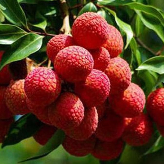 Bibit Tanaman Buah Leci Merah Unggulan Berbuah