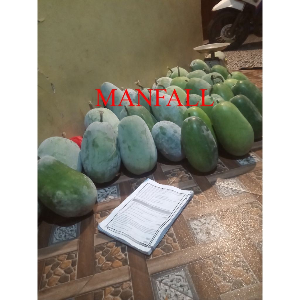 buah kundur buah bligo beligo 3 kg fresh