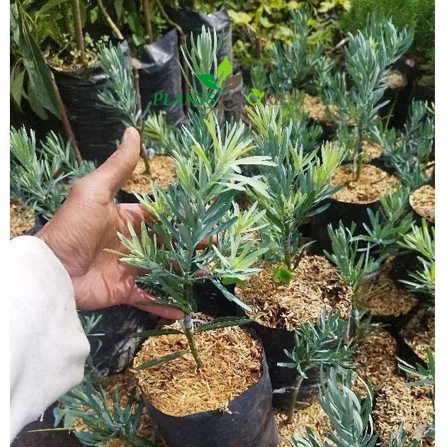 Tanaman Hias Lohansung Blue Ice - Bahan Bonsai - Laohansung - Lohansung Blue Es