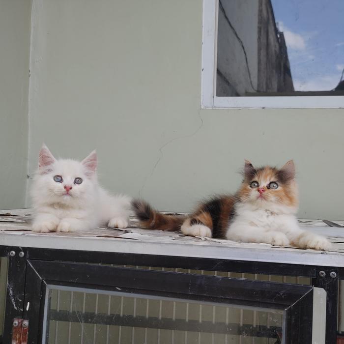 kucing kitten persia medium 2 ekor betina