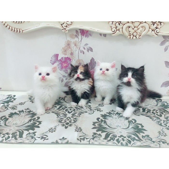 kucing persia,kucing hiamalaya,kucing ragdoll,kucing bengal