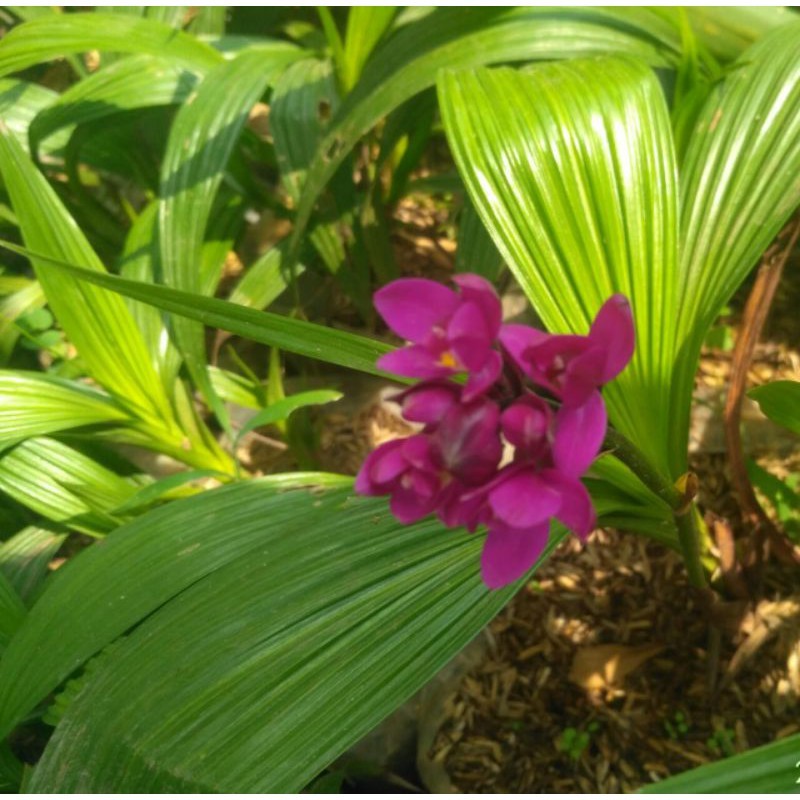 new tanaman Anggrek tanah mini ungu/spathoglottis plicata