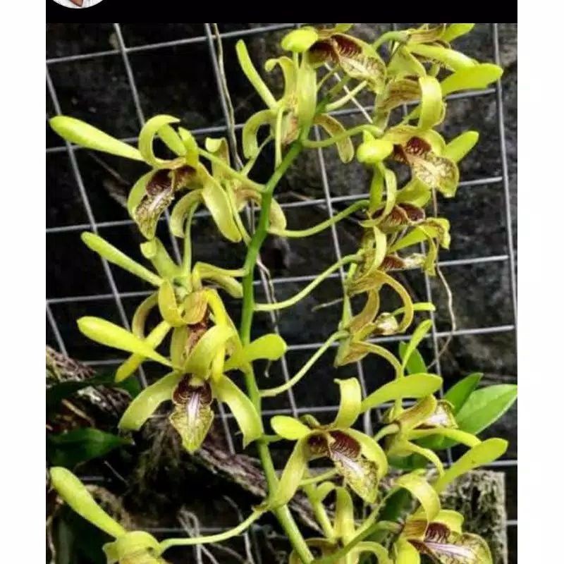 Baru Anggrek Cymbidium Chloranthum/Clorantum