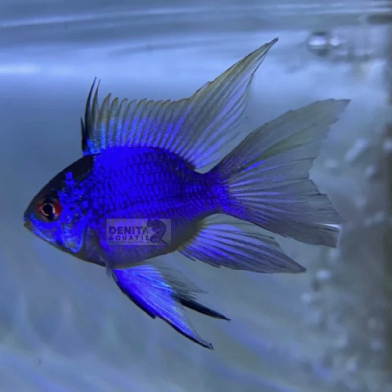 IKAN HIAS BLUE ELEKTRIC RAMIREZI / BLUE ELEKTRIK RAMIREZI / IKAN HIAS AQUASCAPE AQUARIUM / IKAN BIRU