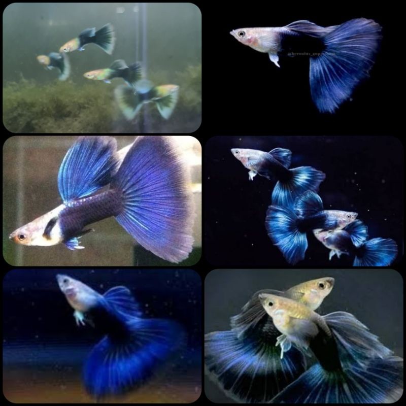 Ikan Guppy HB Blue PAKETAN SEPASANG untuk Aquarium dan Aquascape