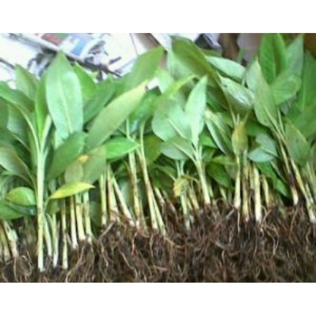 bibit pisang ambon warangan