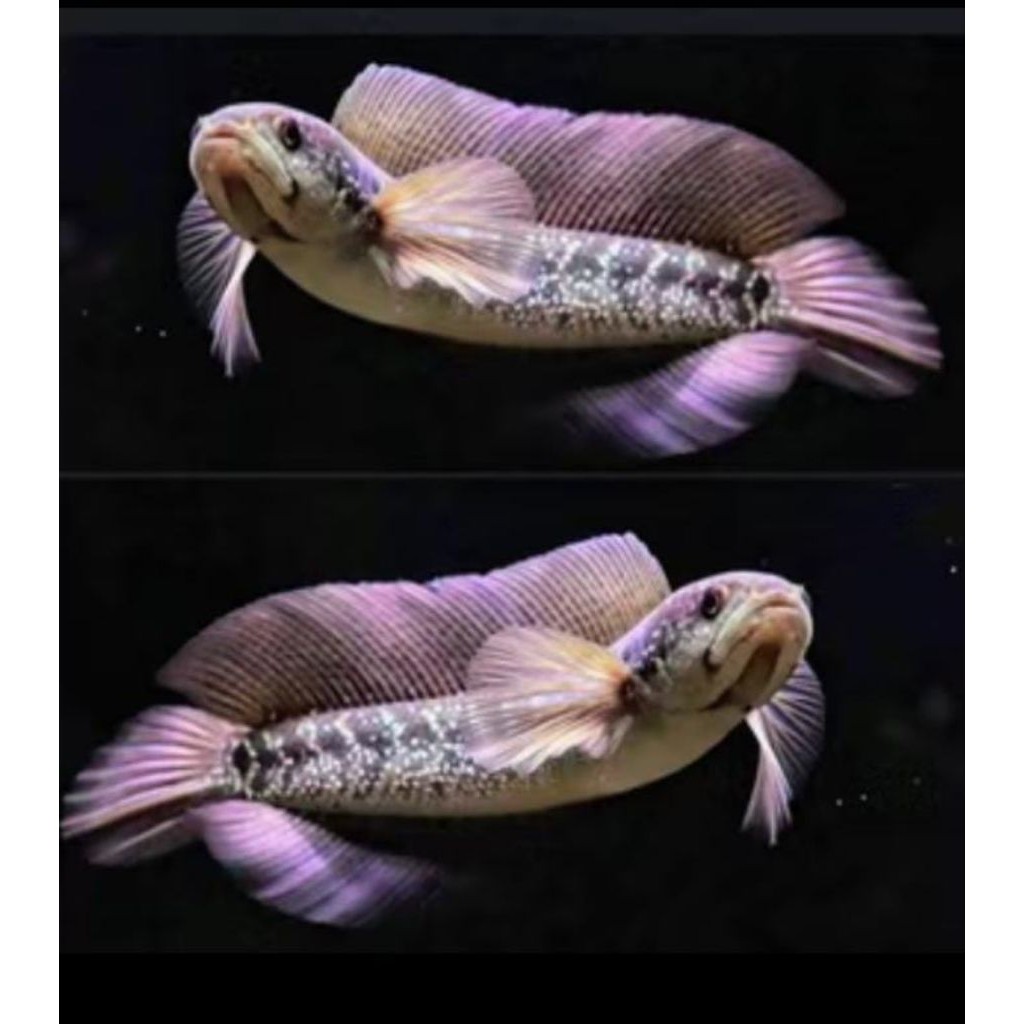 asiatica ws size 20-24 cm bisa buat induk ges