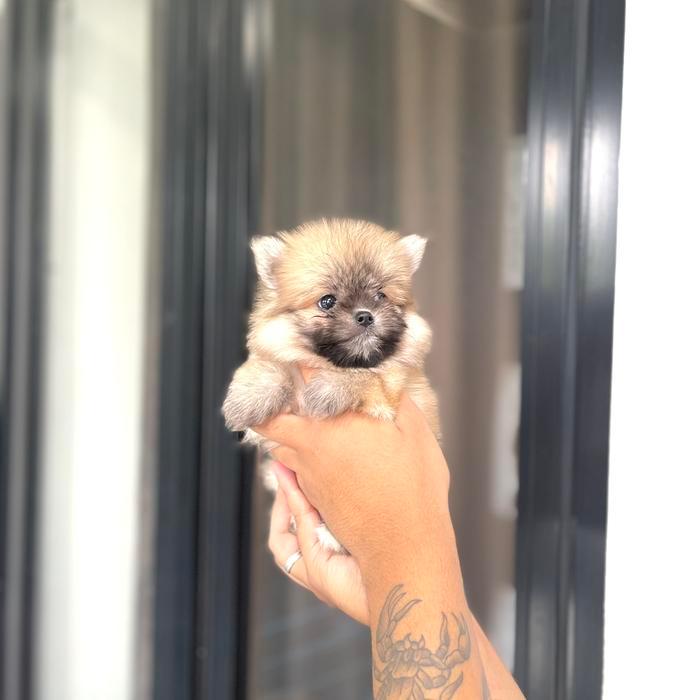 jual anjing minipom pom murah