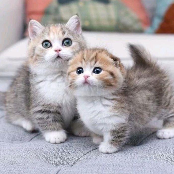 Kucing Munchkin Sehat dan Lucu