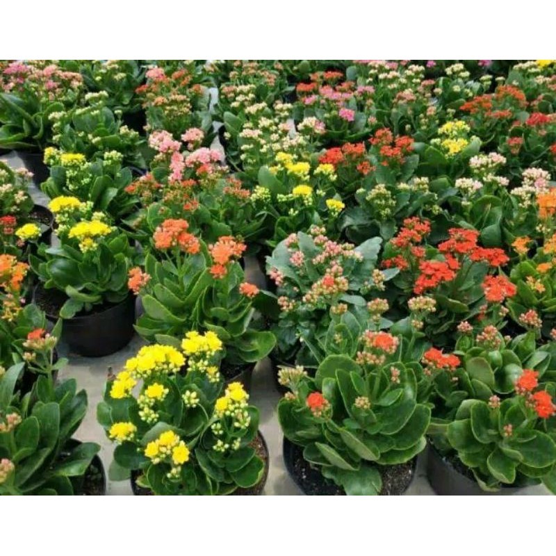 Tanaman hias cocor bebek bunga, cocor bebek bunga