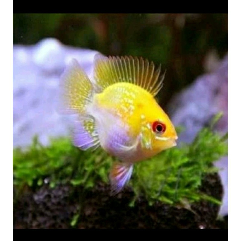 ramaresy golden ramirezi