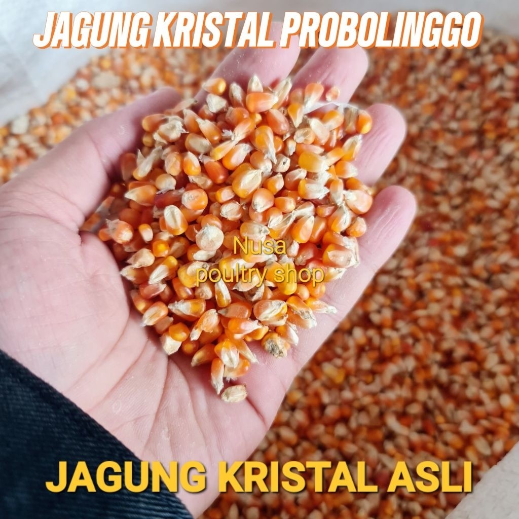 Jagung Kristal Pakan Burung Merpati Repack 1kg/ Jagung Kristal Kering Asli Probolinggo / Jagung Kris