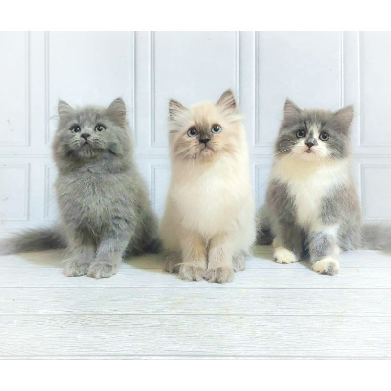 kucing persia Kitten/Himalaya/Persian