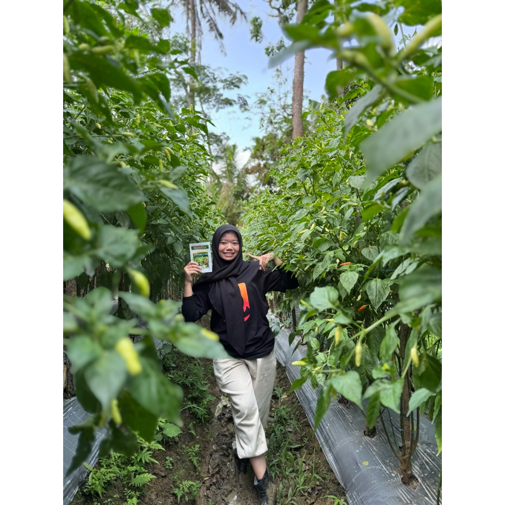 Benih Cabe Rawit New Pablo 86. 10gr Original