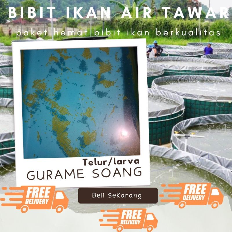 TELUR GURAME SOANG PAKET 500 TELUR GURAME SOANG MURAH LARVA BIBIT GURAME SOANG BERKUALITAS