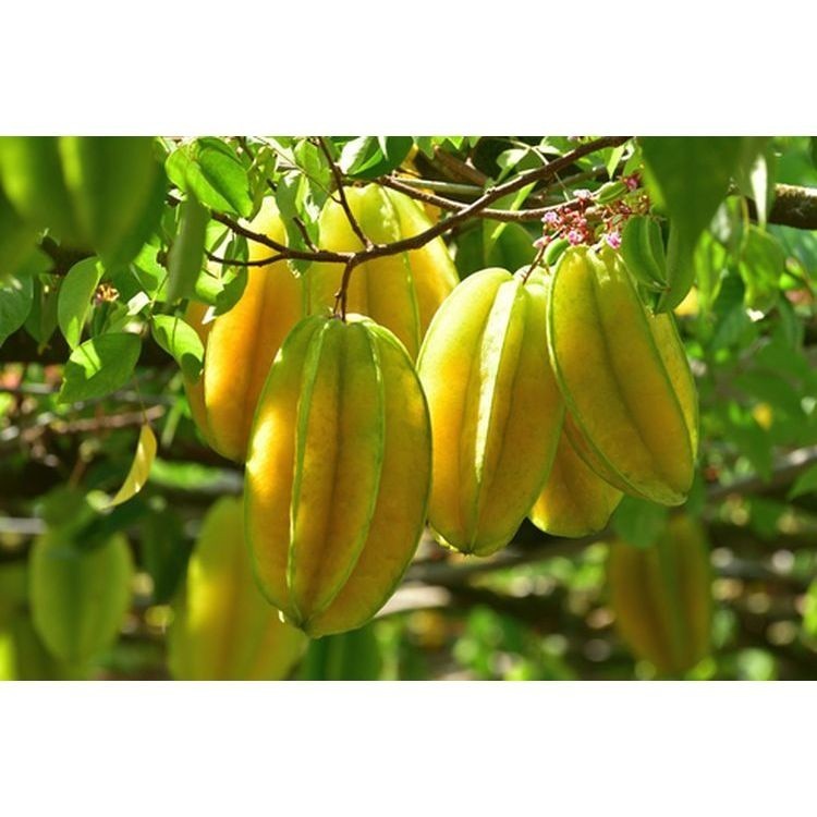 BIBIT TANAMAN BELIMBING OKULASI