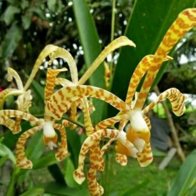 Anggrek tanah scorpio / Anggrek kalajengking "