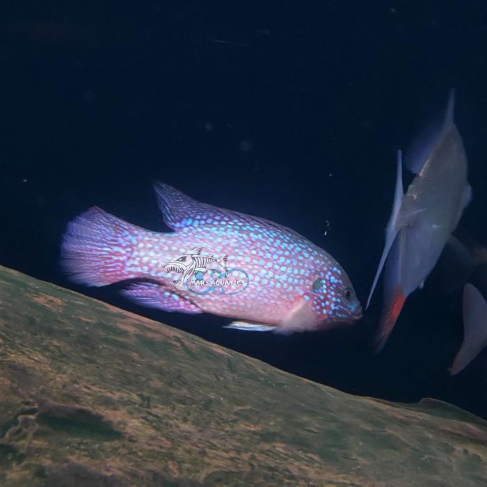 Promo IKAN HIAS RED JEWEL AFRICAN CICHLID TANKMATE Terlaris