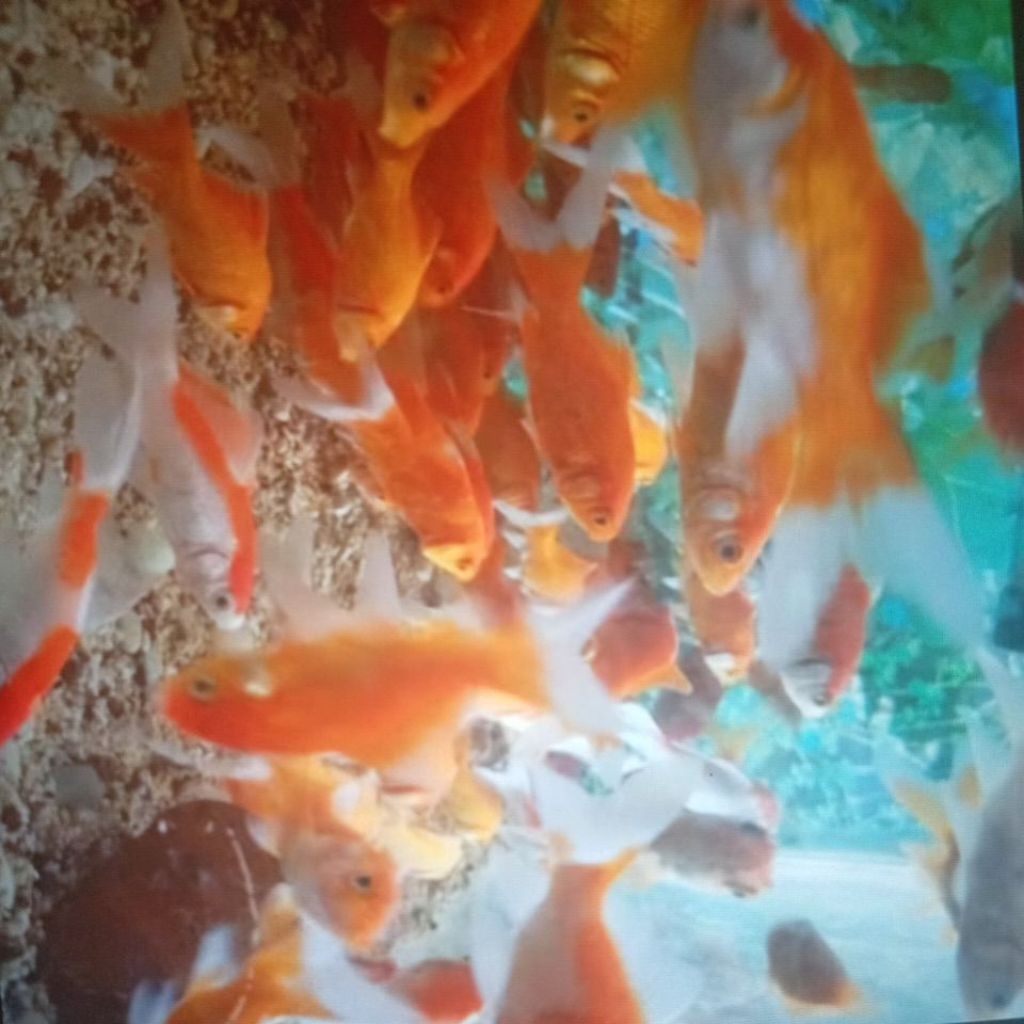 Paket isi 5 murah KOMET Pancawarna Size 6-7cm