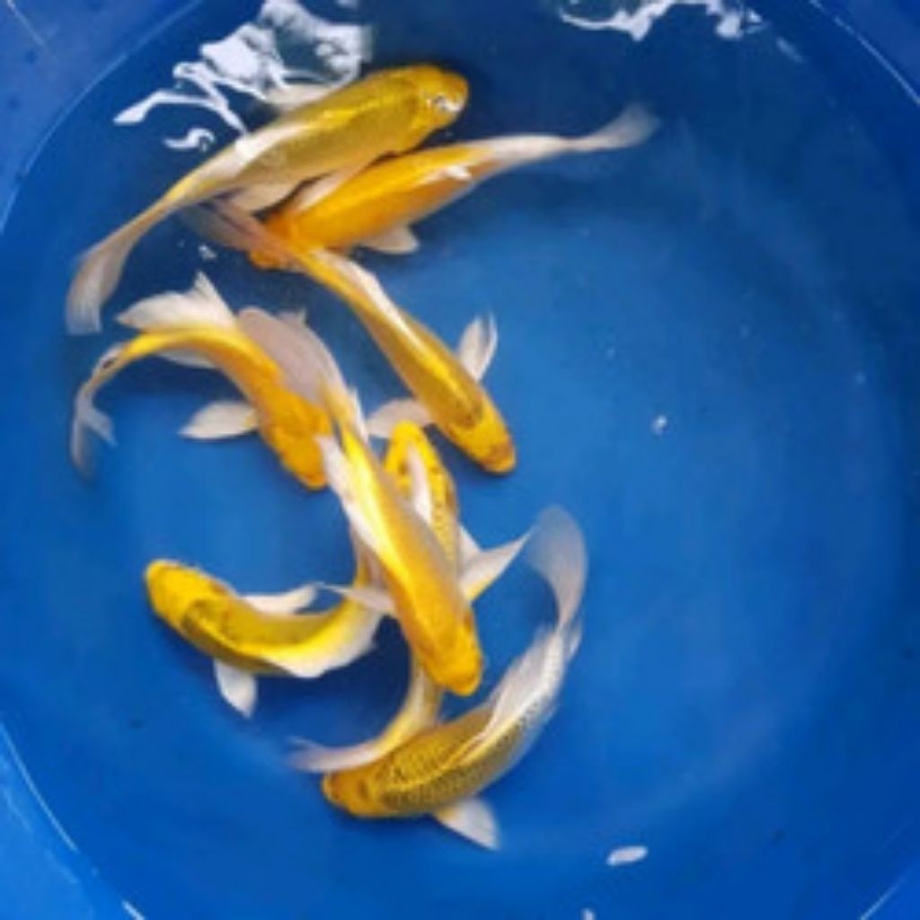 READY KOI OGON 20-25 CM BERKUALITAS KUNING