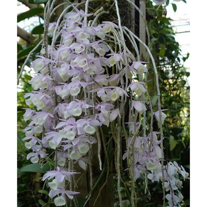 BARU Anggrek Dendrobium Aphyllum / Aphyllum / Anggrek Tirai