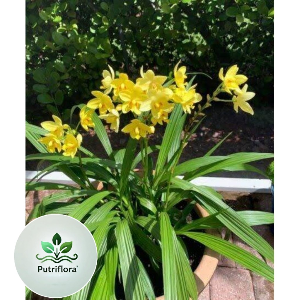 NEW Anggrek Tanah Bunga Kuning - Pohon Anggrek - Bibit Pohon Anggrek Tanah