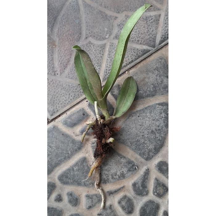 Anggrek Phalaenopsis Pulcherrima Doritis - Remaja