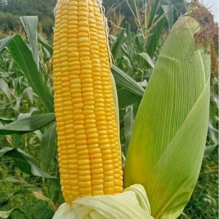 TERMURAH COD 300 BIJI BENIH JAGUNG MANIS