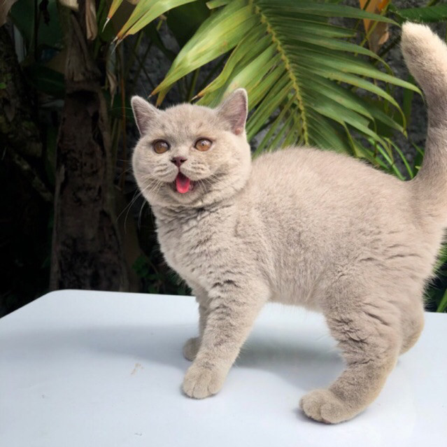(ADOPTED) British Shorthair Lilac PED TICA Betina Female BSH Pedigree Kucing Kitten