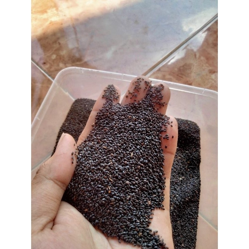 [java raharja] Benih Kemangi/Bibit Kemangi Murah Super 500 Gram / Setengah Kg