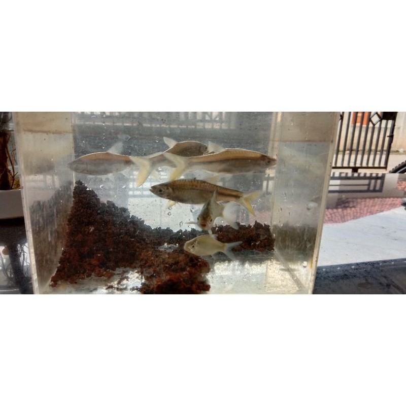 Ikan Wader Pari Isi 10 Ukuran 5-7cm