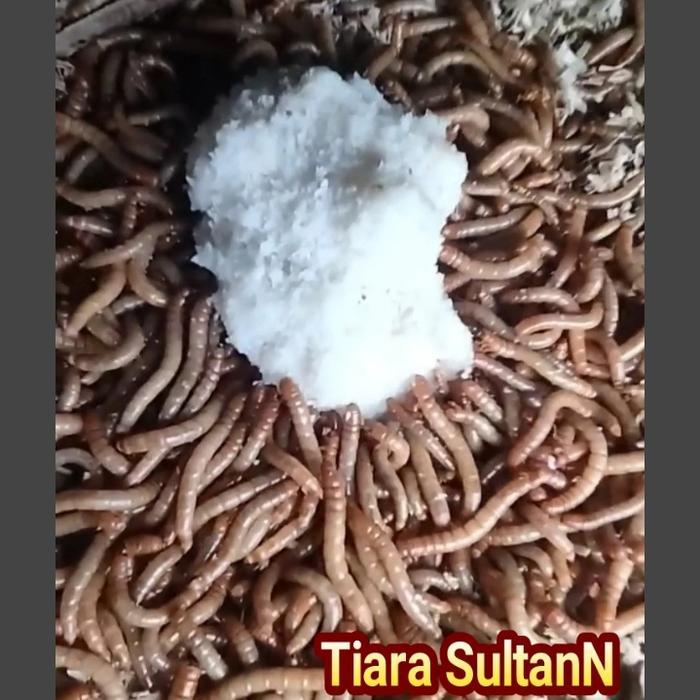 Ulat Hongkong hidup 1 kg