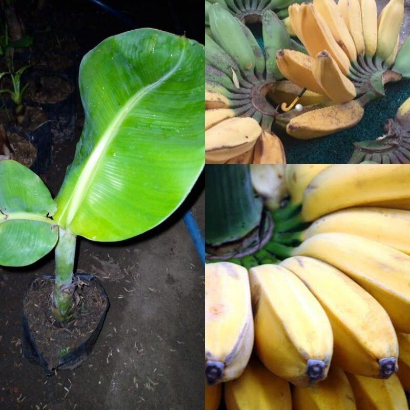 bibit pisang kepok super jumbo hebrida cepat buah bibit unggulan