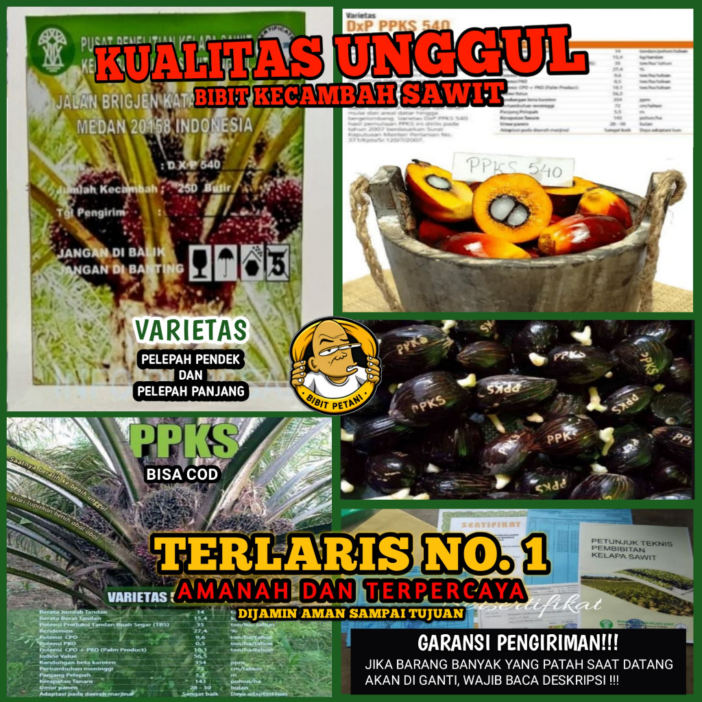 taviraco - BENIH POLONG KECAMBAH BIBIT SAWIT DXP PPKS 540 UNGGUL MEDAN BERSERTIFIKAT ORIGINAL ASLI P
