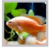 Oscar Paris Albino Ikan Hias 7-10cm Sehat garansi