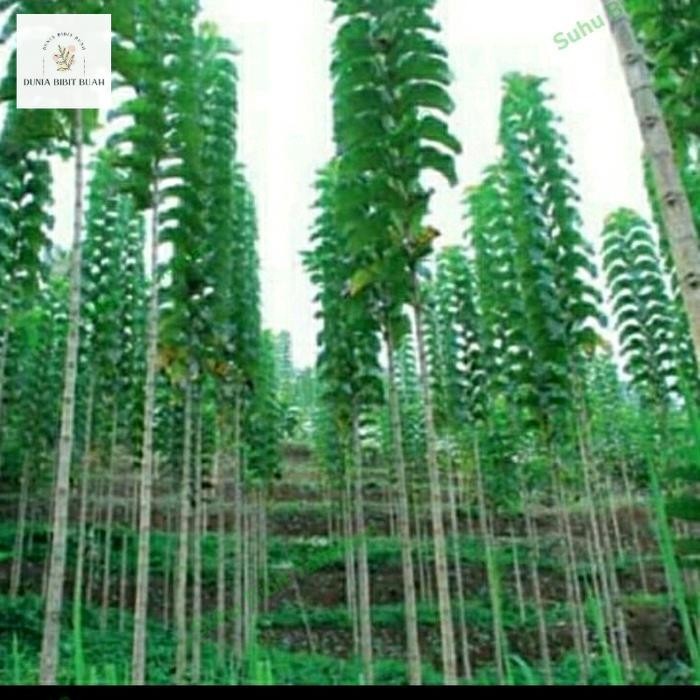 Bibit Jati Solomon Super Lurus/ Bibit Pohon Jati Solomon Lurus Murah