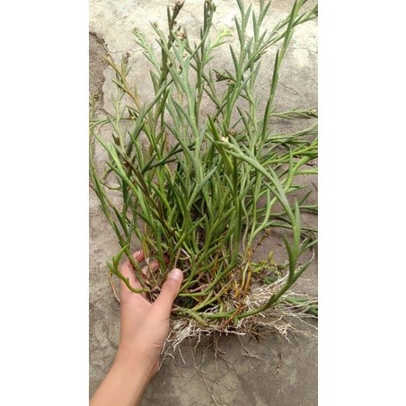 PROMO;'' tanaman hutan anggrek huperzia. anggrek langka, anggrek hutan