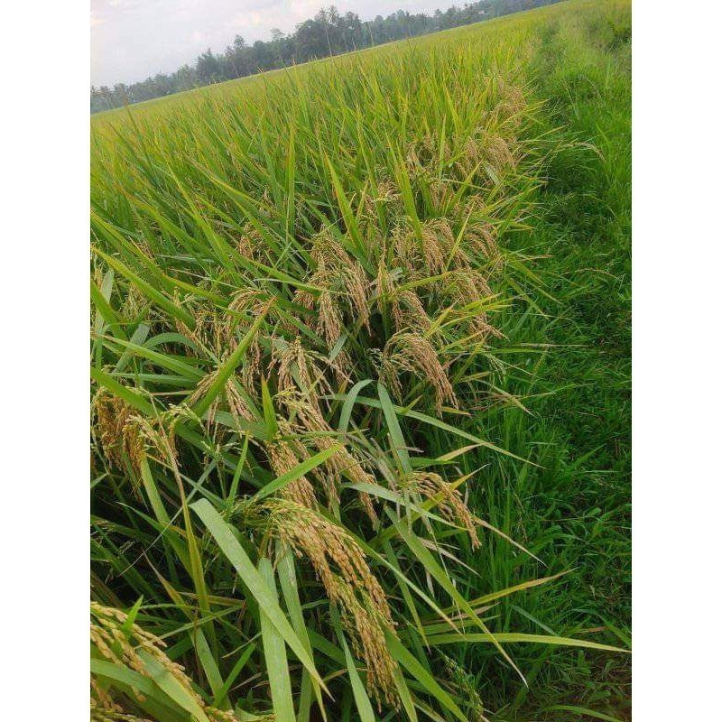 Benih padi Bibit Padi Cibatu 08 kemasan 5kg