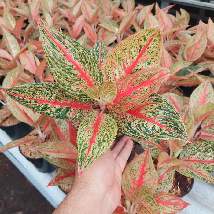 Aglonema Red Legacy