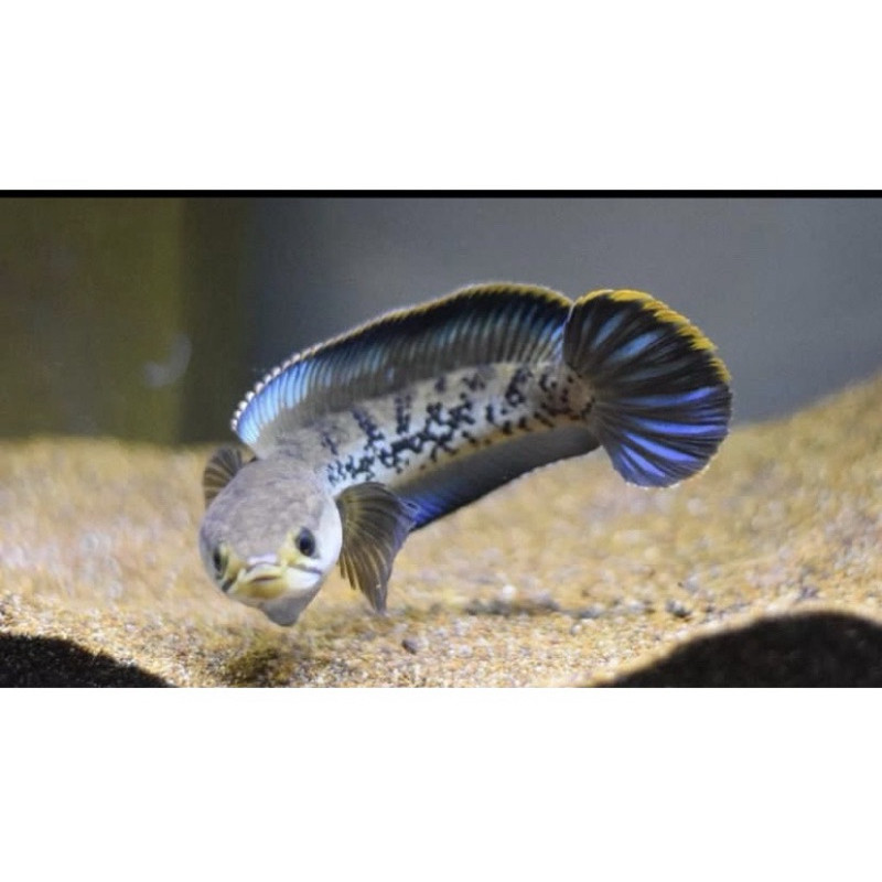 Stewarti Karbialong 6-8 cm