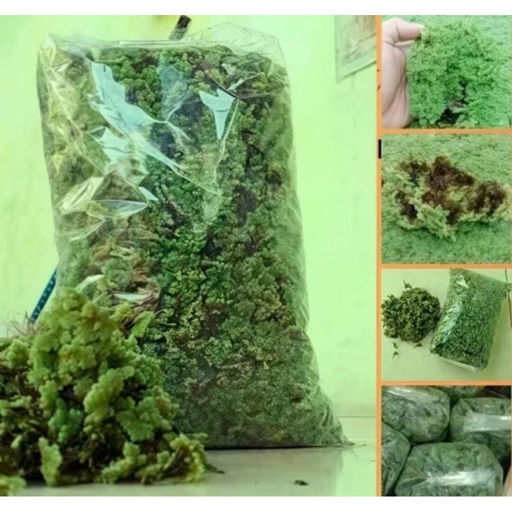 [COD] Bibit Azolla Super Azola Pakan Ternak Unggas Ikan Ayam Bebek & Pupuk [CEPAT TUMBUH]