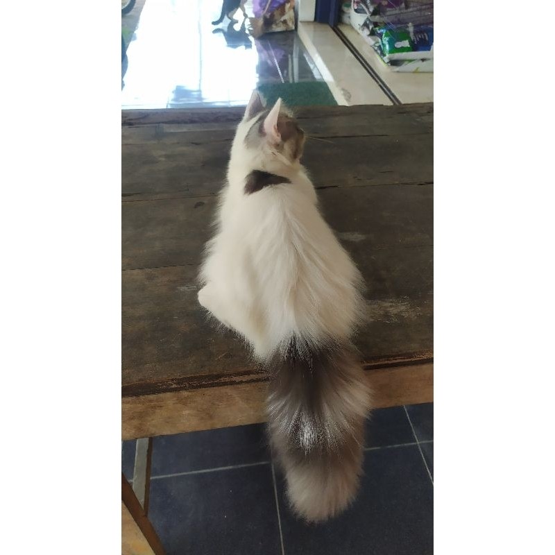 kucing kitten exotic peaknose betina odd eyes himalaya persia longhair flatnose ragdoll abu putih