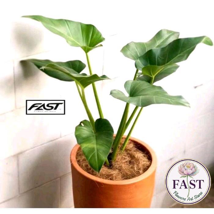 Tanaman Hias Philodendron Marble - Philo Marble - Philo Marbel