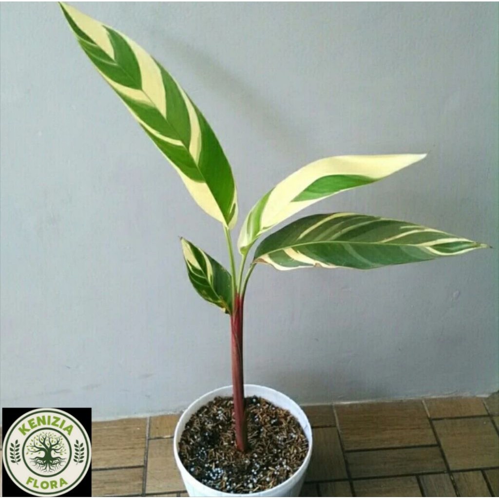 TANAMAN HIAS CANTIK POHON HELICONIA VARIGATA//POHON PISANG-PISANGAN VARIGATA TANAMAN HIDUP