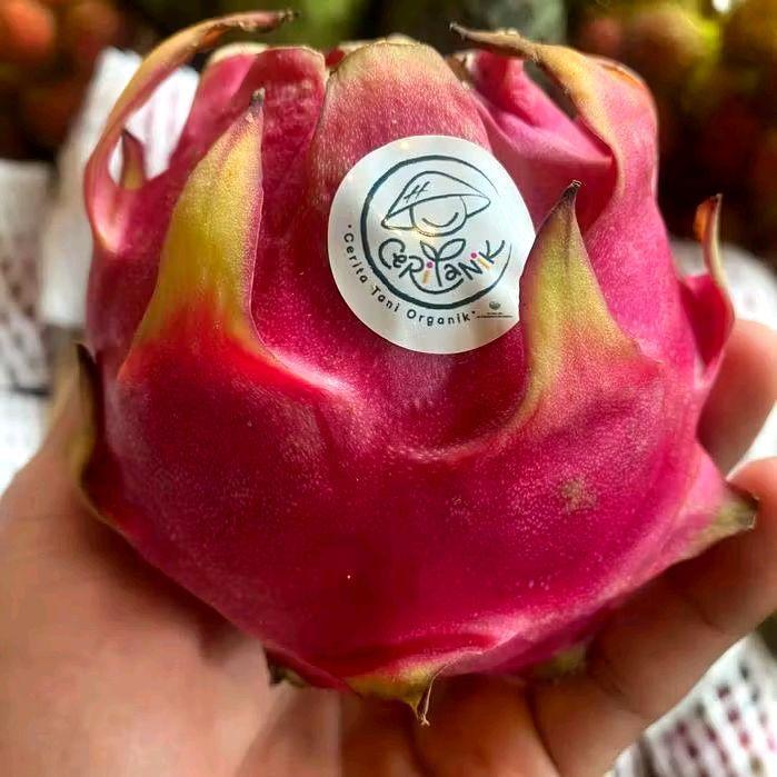 Buah naga merah organik / kg