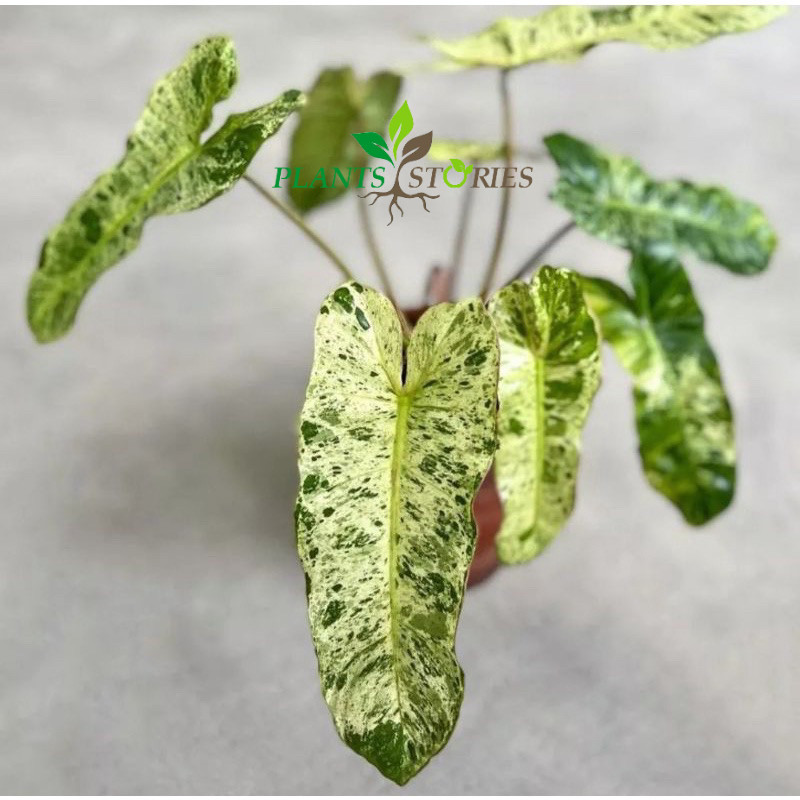 (BISA COD) promo philodendron Paraiso verde pilo corak varigata