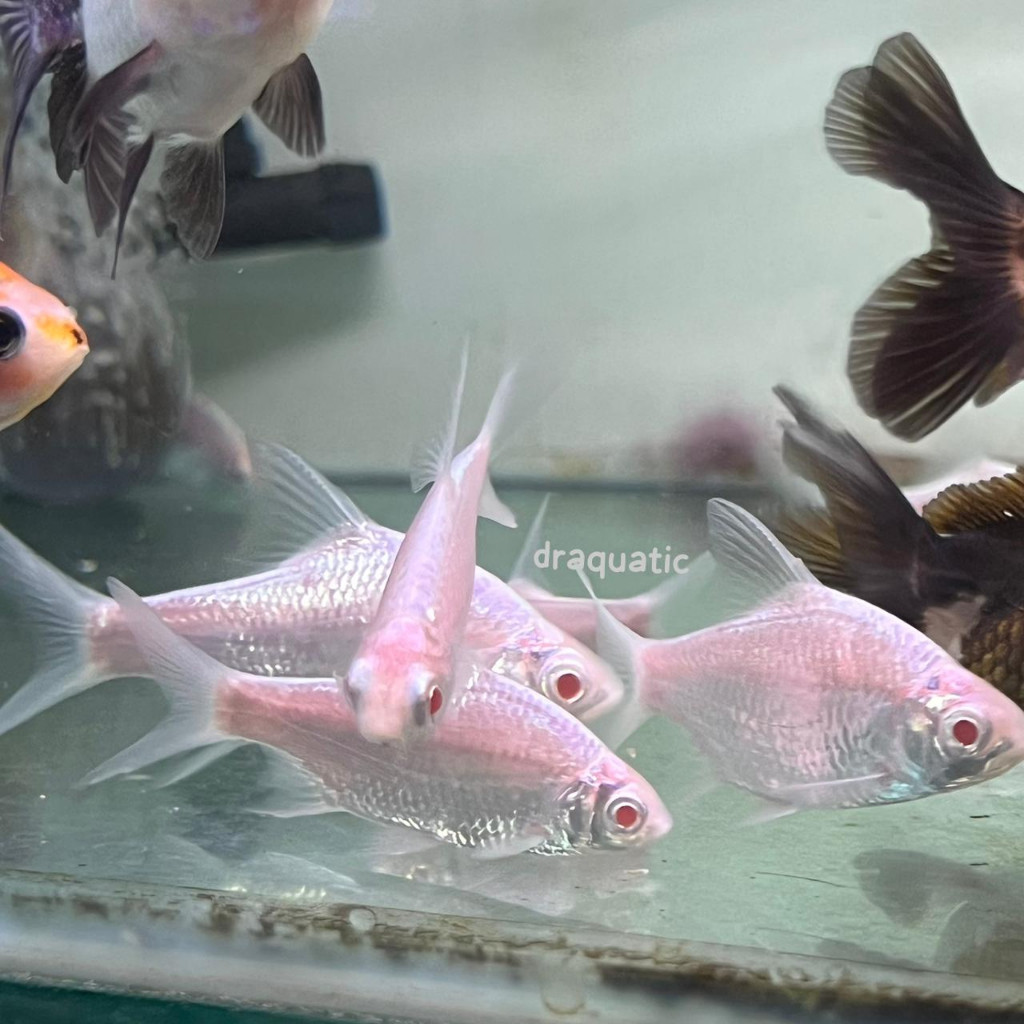 Ikan Kaviat Platinum 6-8 cm Mata Merah | Tankmate Arwana Ikan Hias Kolam Aquarium