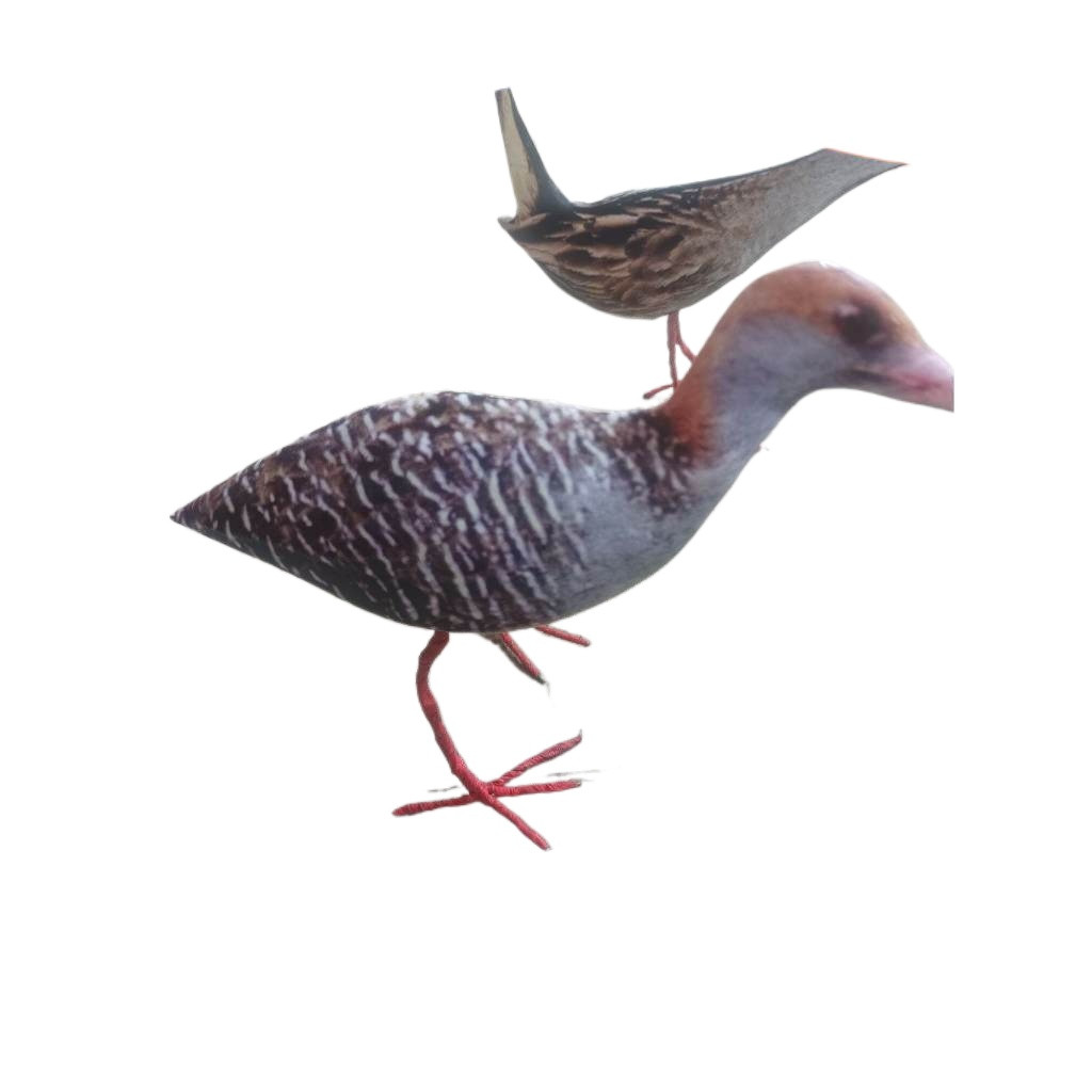 JONTROT BURUNG SINTAR TIKUSAN ALIS PUTIH /BURUNG WERIS SINTAR SULAWESI AMPUH TAHAN banting